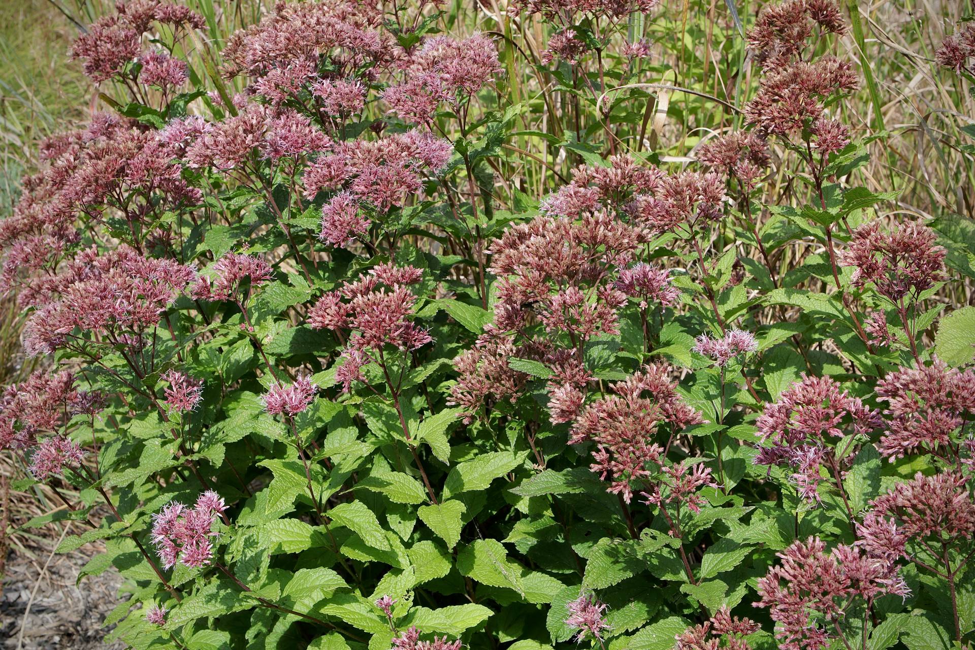 Photo of Dwarf Joe-Pye Weed
